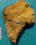 1 Губка CHAETETES. 2 Кораллы AULOPORA MACROSTOMA