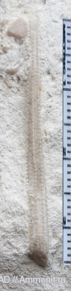 Echinoidea, Echinodermata