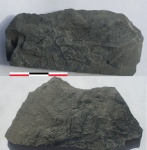 Radicites capillacea (L. et H.) Pot.