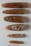 Belemnitidae