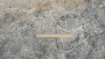 Cruziana