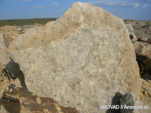 ichnofossils