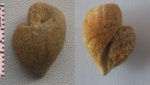Gastropoda