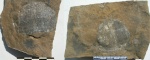 Productus sp.