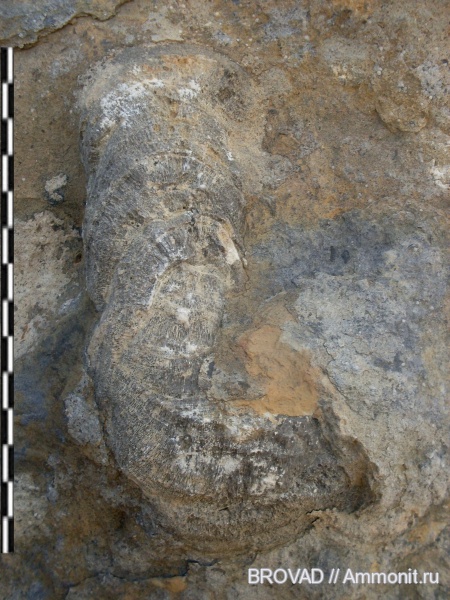 Chaetetes, Spongia