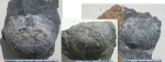 Productus semireticulatus Mart.
