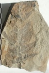 Asterotheca Miltonii (Artis) Zeill.