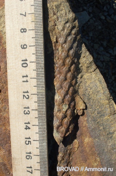 Lycopsida, cormophyta, Lepidophloios laricinus