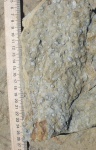 Stigmaria ficoides Sternberg,1826