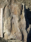 Calamites Cistii Brongniart,1828