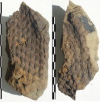 Lepidodendron sp.