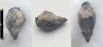 Conocardium snjatkovi Fedotow,1932