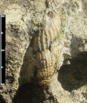Perissoptera emarginulata (Geinitz,1849)