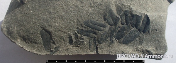 Neuropteris gigantea, Pteridospermae, cormophyta