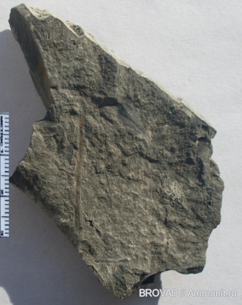 Neuropteris, Pteridospermae, cormophyta