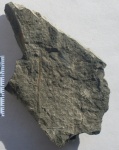 Pteridospermae