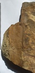 Calamites Cruciatus Sternberg