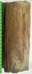Calamites Cistii Brongniart,1828
