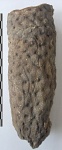 Stigmaria ficoides Sternberg,1826