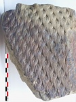 Lepidodendron aculeatum Sternberg