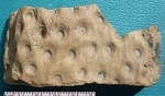 Stigmaria ficoides Sternberg
