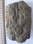 Stigmaria sp.