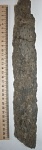 Stigmaria ficoides Sternberg,1826