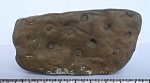 Stigmaria ficoides Sternberg