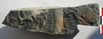 Neuropteris sp.