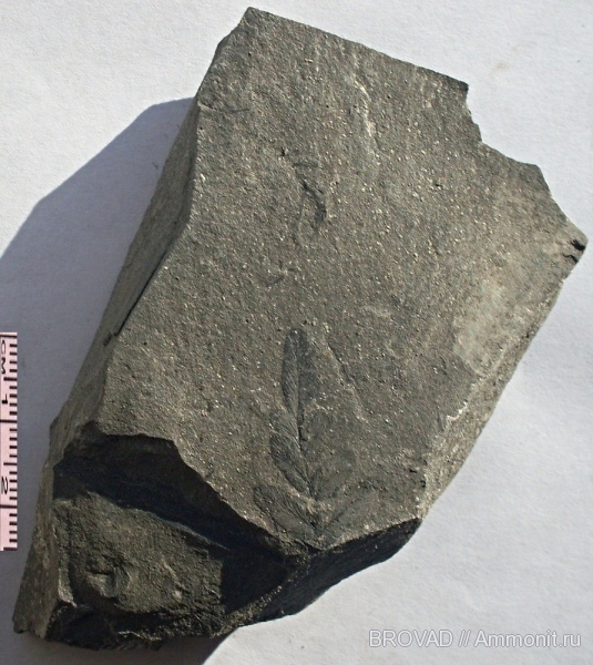 Neuropteris tenuifolia, Pteridospermae, cormophyta