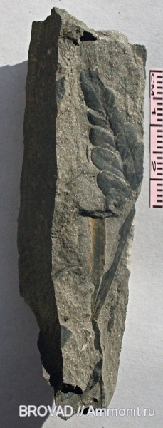 Neuropteris, Pteridospermae, cormophyta