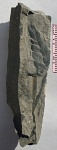 Neuropteris sp.