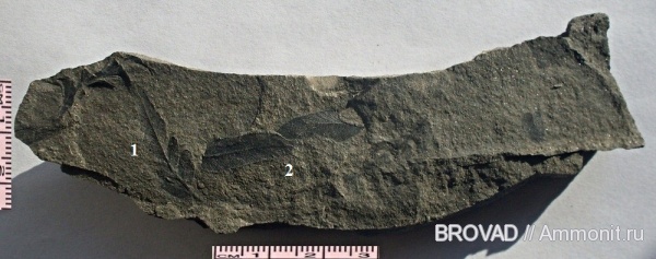 Neuropteris tenuifolia, Pteridospermae, cormophyta