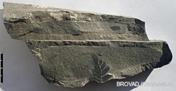 Neuropteris tenuifolia, Pteridospermae, cormophyta