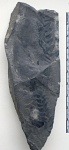 Neuropteris sp.