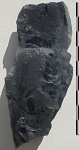 Neuropteris sp.