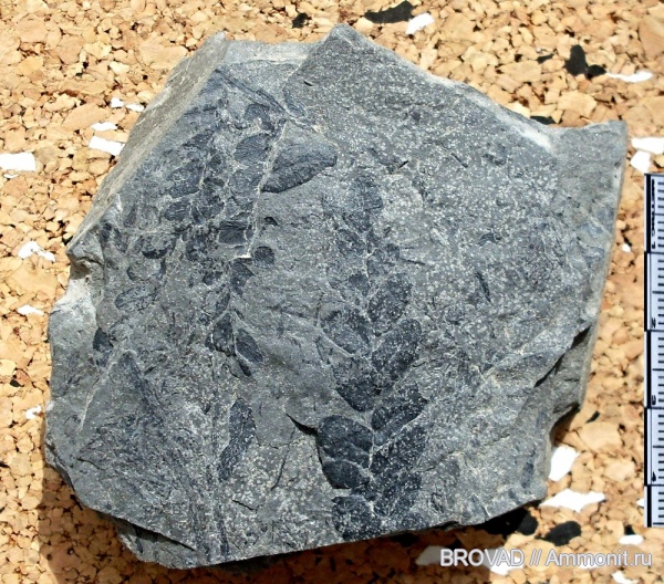 Neuropteris, Pteridospermae