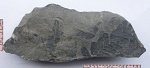 Neuropteris sp.