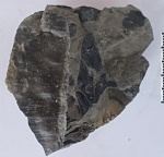 Neuropteris tenuifolia Schlotheim