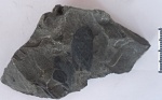 Neuropteris gigantea f. lingua Bertrand