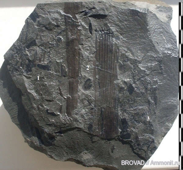 Neuropteris gigantea, Pteridospermae, Gymnospermae, Sphenopsida, cormophyta, equisetales, Asterophyllites charaeformis