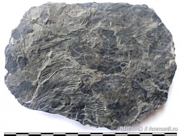 Neuropteris, Pteridospermae