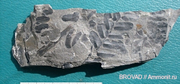 Sphenophyllum, Neuropteris, Pteridospermae