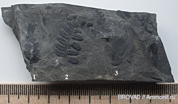 Neuropteris, Mariopteris, Pteridospermae, cormophyta