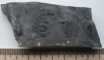 Pteridospermae