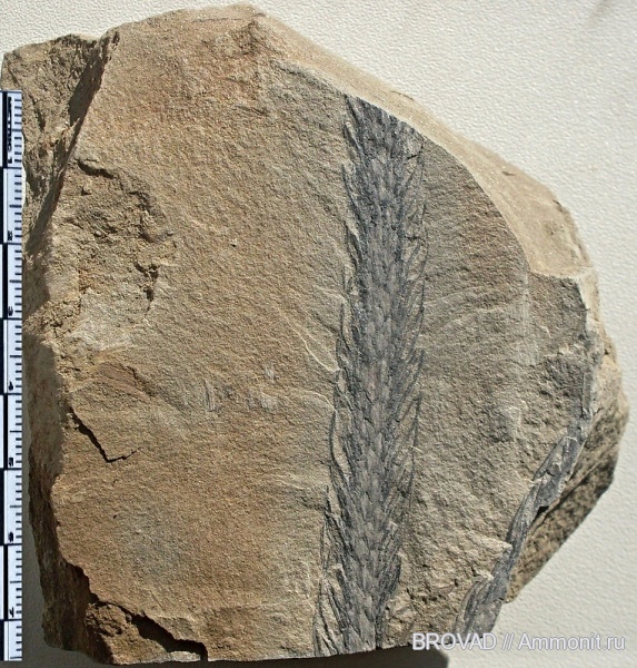 Lepidodendron, Lycopsida, cormophyta
