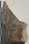Lepidodendron rimosum Sternberg