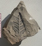 Mariopteris nervosa (Brongn.) Zeill.