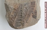 Asterotheca Miltonii (Artis) Zeill.