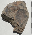 Neuropteris sp. + Cyclopteris sp.